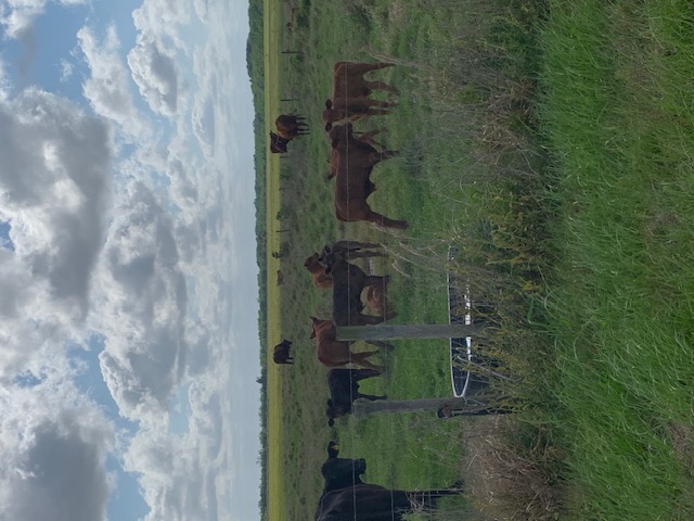 Cattle at the French Island Ranch
