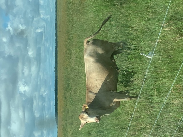 Cattle in Texas